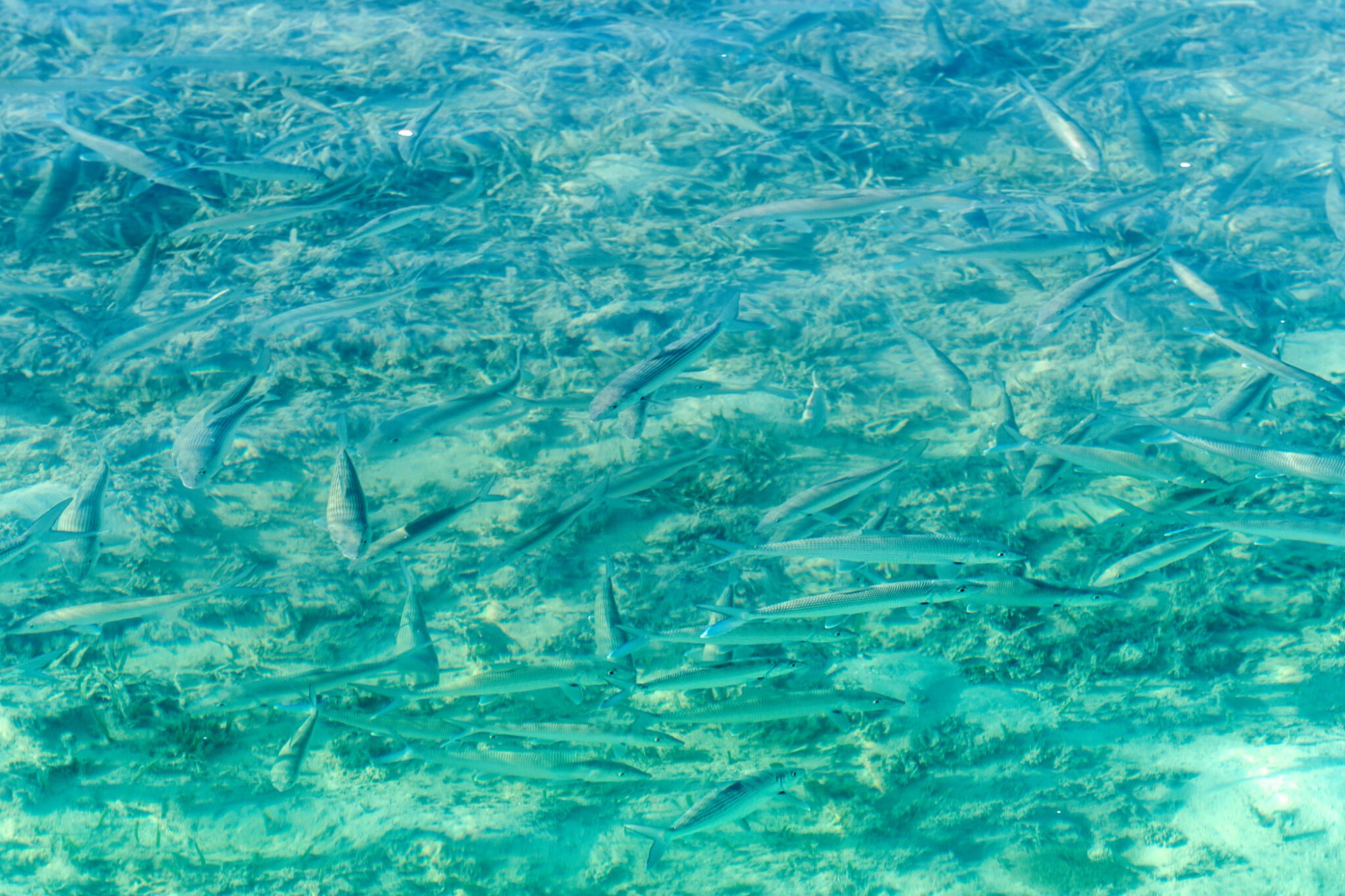 A school of fish in clear turquoise water