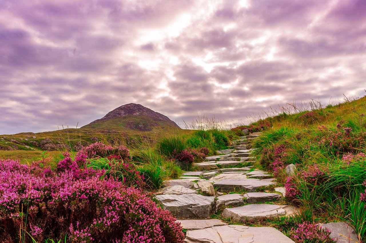 Connemara hillside with heather and stone path