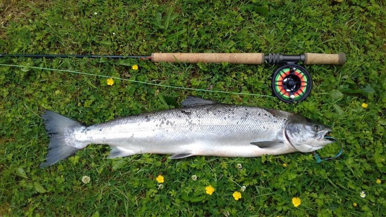 Atlantic salmon from the Erriff fishery