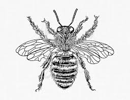 Bee illustration