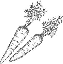Carrots illustration