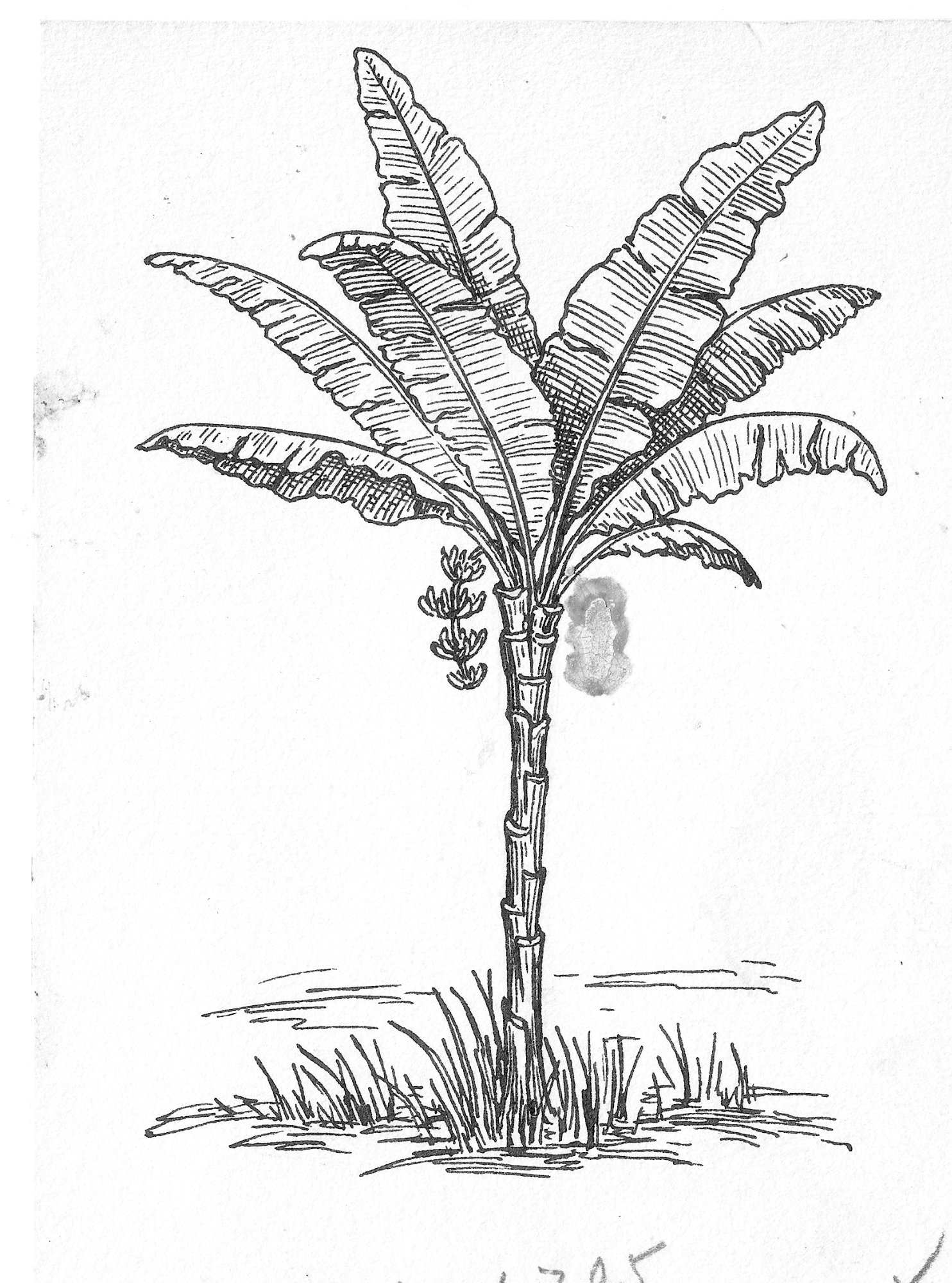 Palm tree illustration