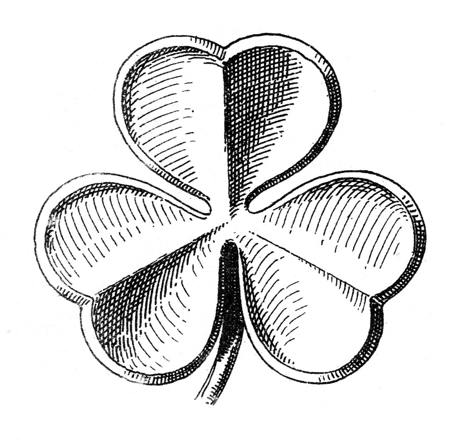 Shamrock illustration